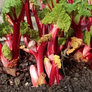 Rhubarb - Duo Pack