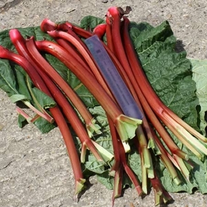 Rhubarb Crowns - Fulton
