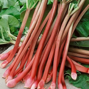 Rhubarb Livingstone -plants 2ltr Pot