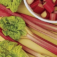 Rhubarb Plant Crown - Trio Pack Victoria,  Stockbridge Arrow & Champagne