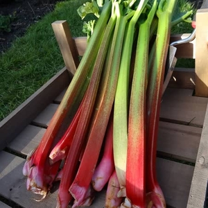 Rhubarb 