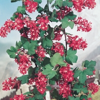Ribes King Edward- Shrub