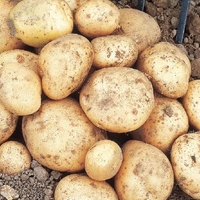 Rocket Seed Potatoes