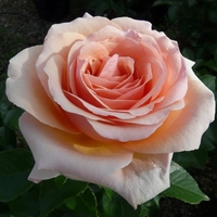 Rose - Lynda Bellingham - Bare Root X1