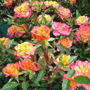 Rose - Mandarin - Bare Root