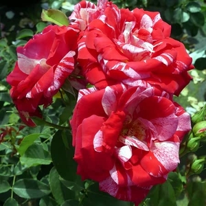 Rose (bush) Rock And Roll - Bare Root