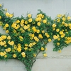 Rose (climbing) Golden Showers - Bare Root Plants