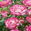 Rose (climbing) Handel - Bare Root Plant