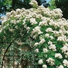 Rose (climbing) Madame Alfred Carriere - Bare Root