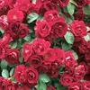 Rose (climbing) Paul