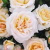Rose (floribunda) Bare Root York Minster X1