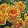 Rose (floribunda) Henrietta Barnet X1