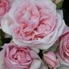 Rose (floribunda) Natasha Richardson - Bare Root Rose