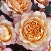 Rose (hybrid Tea) Samaritan - Bare Root