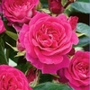 Rose (hybrid Tea) Tower Bridge - Bare Root