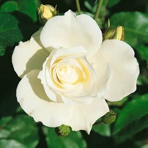 Rose Kristal Perle Bare Root X5