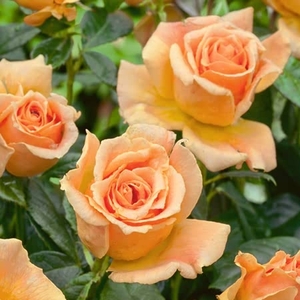 Rose Orange Passion Bare Root X5