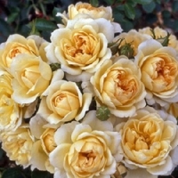 Rose (patio) Cream Dream