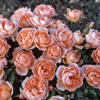 Rose (patio) Sweet Dream