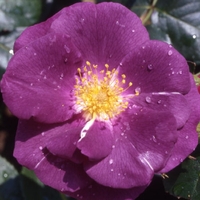 Rose Rhapsody In Blue Bare Root