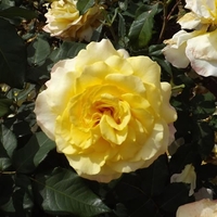 Rose Sunny Sky - Bare Root X1 - Rose Of The Year 2016