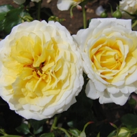 Rose The Sun And The Heart Bare Root
