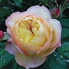 Rose Well Being Bare Root