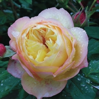 Rose Well Being Bare Root
