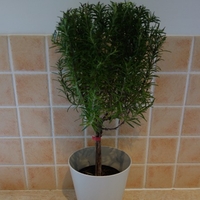 Rosemary Mini-standard Patio Tree