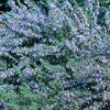Rosemary Miss Jessops - Plants