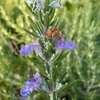 Rosemary Roman Beauty 3l Potted Shrub