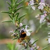Rosemary Seeds - Common