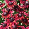 Rudbeckia Cherry Brandy - Plants X3