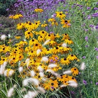 Rudbeckia Plants - Viette