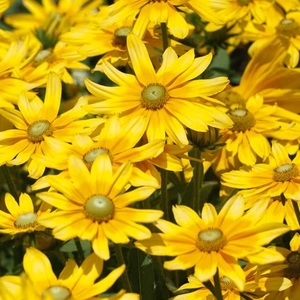 Rudbeckia Prairie Sun X24 Large Plug Plants