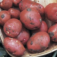 Rudolph Seed Potatoes