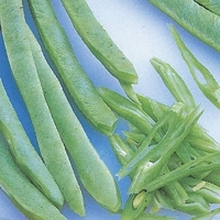 Runner Bean - Aintree Seeds