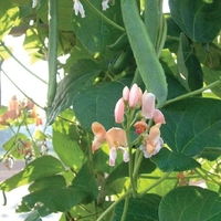 Runner Bean - Celebration Seeds