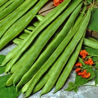 Runner Bean - Enorma Seeds