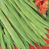Runner Bean - Polestar Seeds