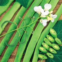 Runner Bean - White Lady Seeds