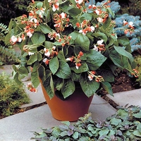 Runner Bean (dwarf) - Hestia Seeds