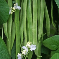 Runner Bean Firestorm And Stardust Duo Pack-plants
