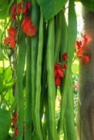 Runner Bean Firestorm (june Despatch)-plants