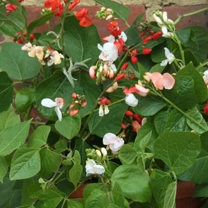 Runner Bean Jackpot Mixed - Seeds