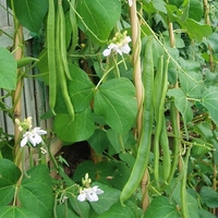 Runner Bean Moonlight- Seeds