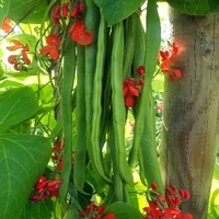 Runner Bean Seeds - Firestorm & Stardust Duo Pack