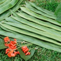 Runner Bean Seeds - Tenderstar