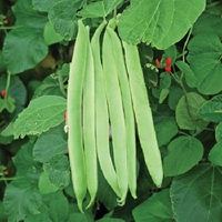 Runner Bean St. George (may Delivery) Plants