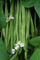 Runner Bean Stardust (june Despatch) - Plants